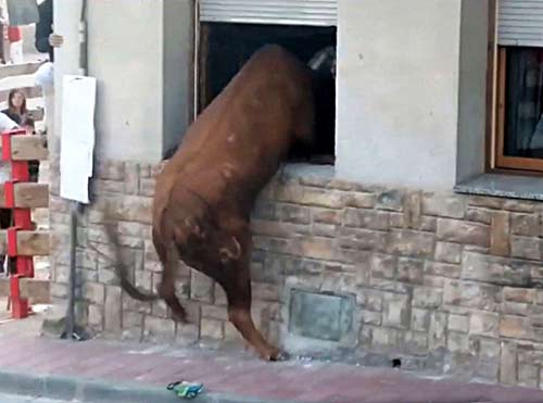 Le taureau saute par la fentre.
