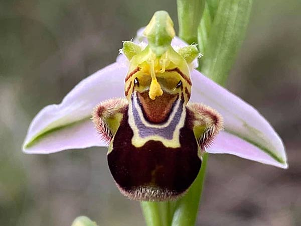 Orchide des Bardenas.