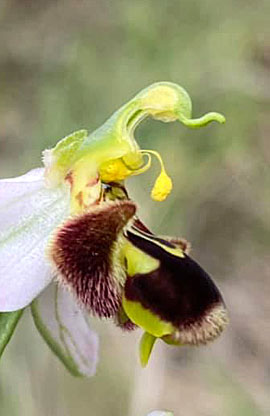 Orchide Abeille d'Europe.