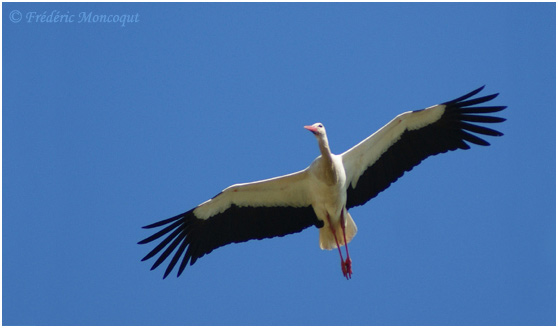 Cigogne