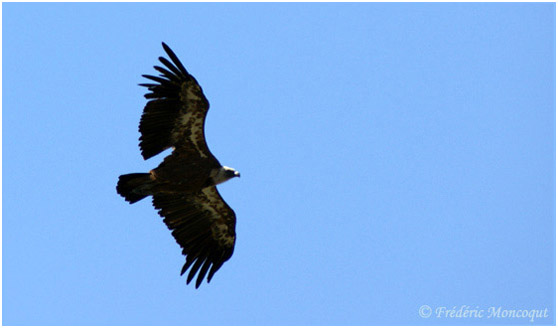 Vautour en vol