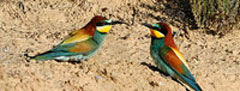 Oiseaux des bardenas