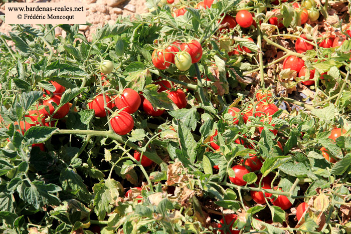 Les tomates chauffent au soleil.