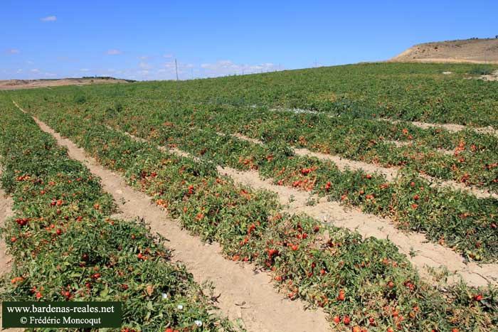 Champ de tomates.