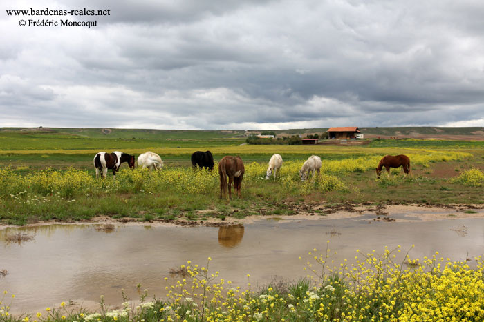 Ranche d'levage de chevaux.