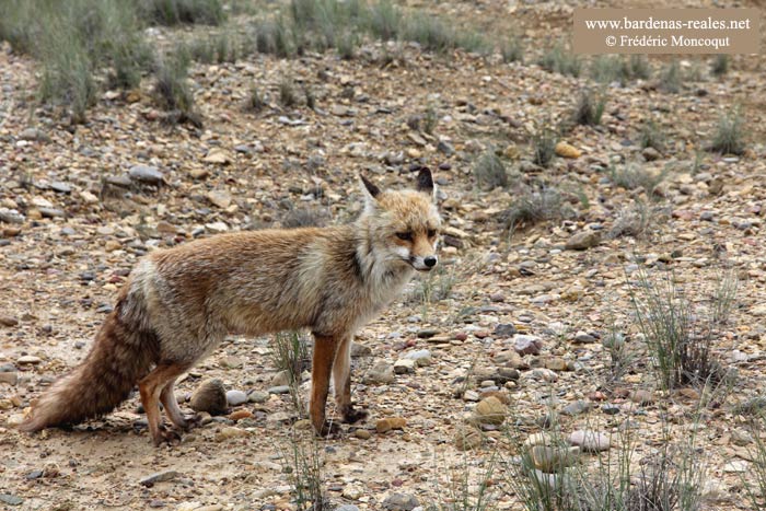 Le renard de Doa Blanca.