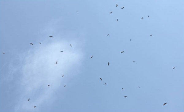 Vol de vautours