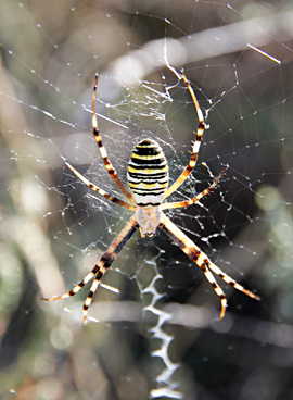 Belle argiope.