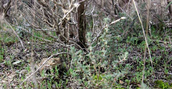 Crapaud caché dans sa forêt.