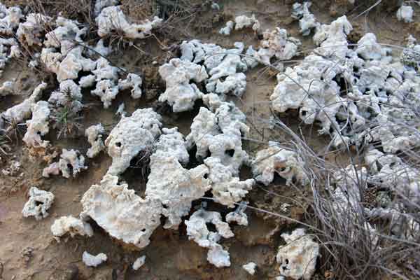 Amas de champignons lichénisés.