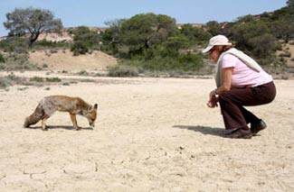 Rencontre avec un renard