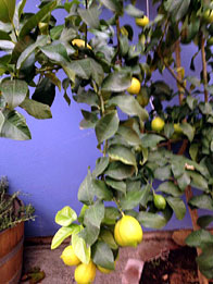 Citrons.