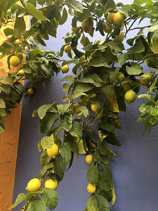 Les citrons.