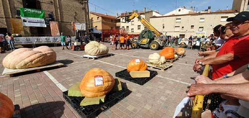 Les citrouilles à Valtierra.