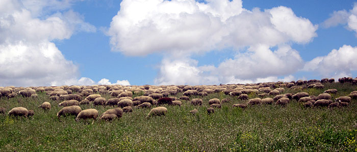 Troupeau dans les Bardenas.