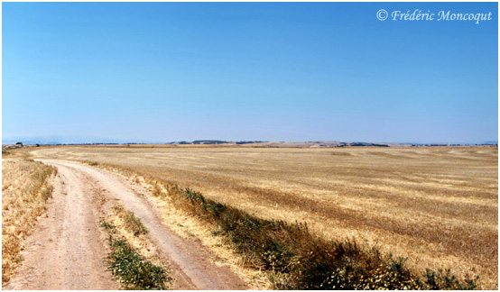 Piste dans les champs