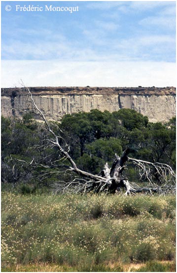 Arbre mort