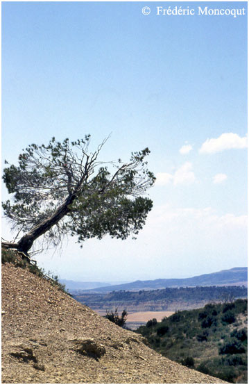 L'arbre qui penche