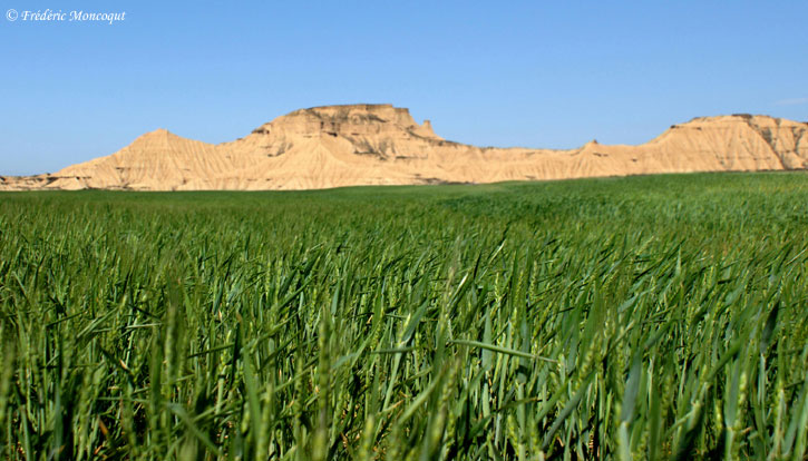 La Bardena verde