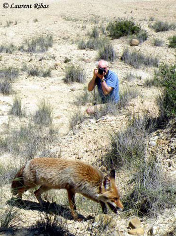 Le renard 1