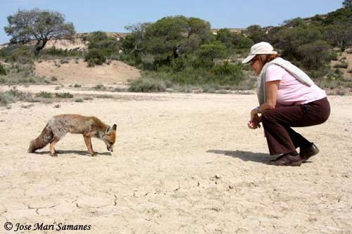 Le renard 4