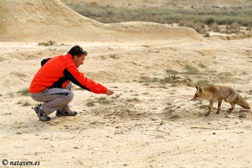 Le renard