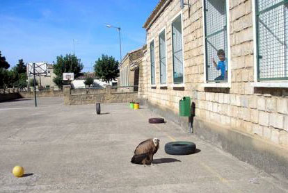 Le vautour ne part pas.