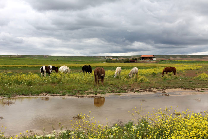 Un paysage verdoyant.