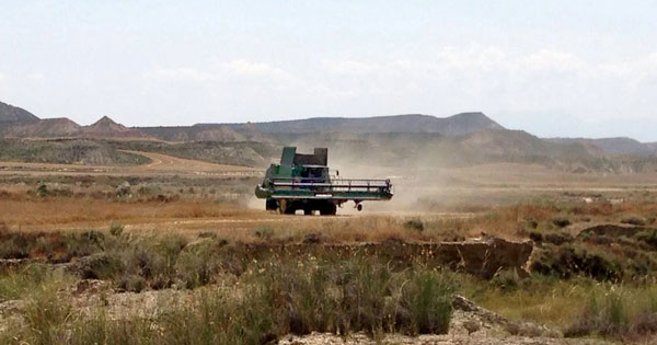 La moisson dans les Bardenas.