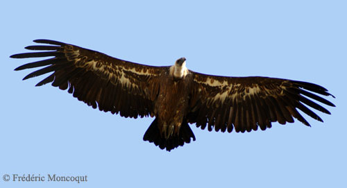 Vautour des Bardenas.