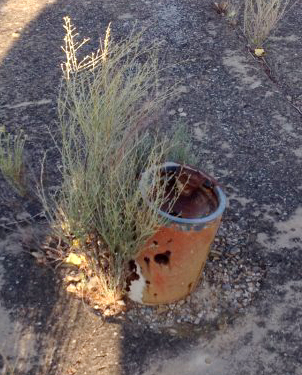 Une plante près de l'obus.