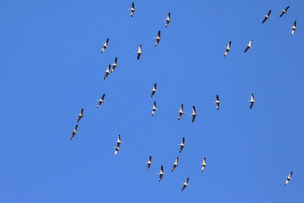 Zoom sur les grues.