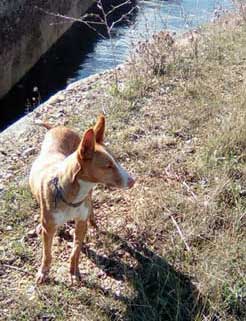 Chien perdu dans le désert des Bardenas.