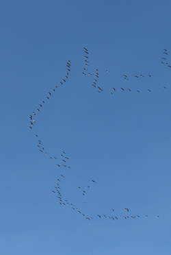 Groupe de grues cendrées dans le ciel du désert des Bardenas.