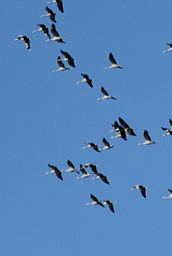 Zoom sur les grues.