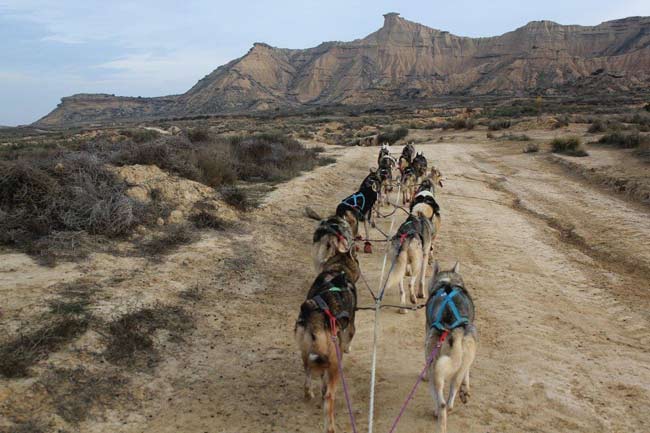 Des chiens de traineau dans les Bardenas.