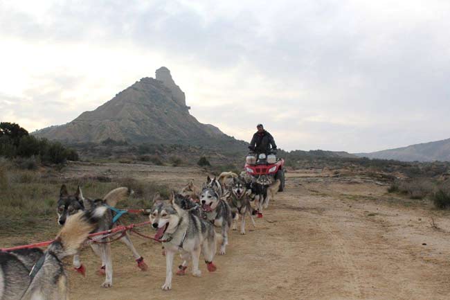 Les chiens dans le désert.