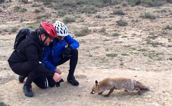 Rencontre avec le renard.