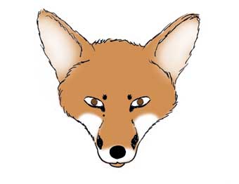 Dessin du renard 1.