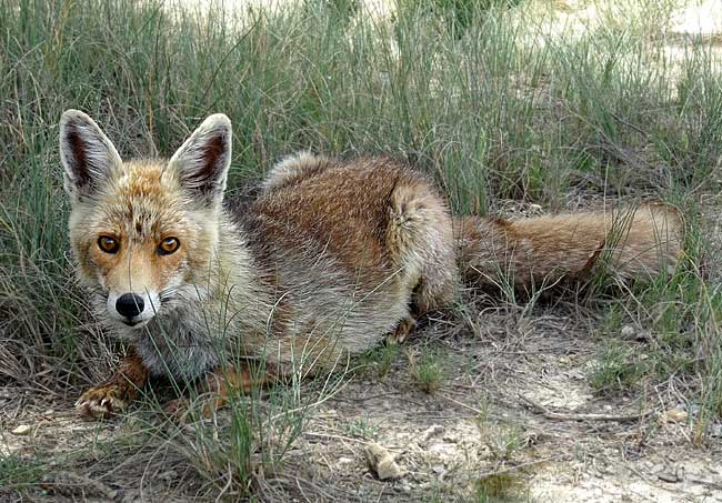 Le renard du dsert.