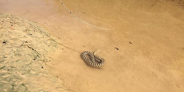 Le serpent des Bardenas.