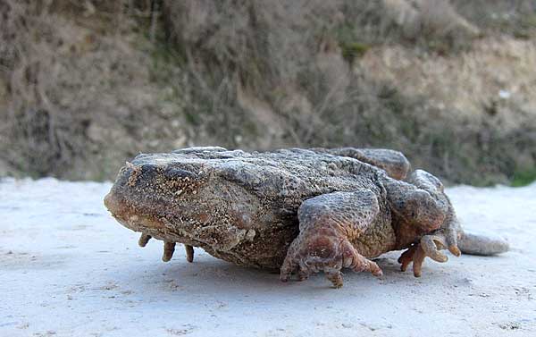 Ce crapaud est mort de froid.