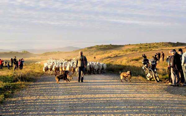 Arrive des troupeaux dans les Bardenas.