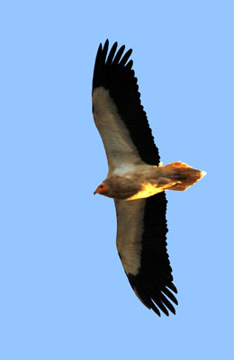Un vautour percnoptre dans le ciel des Bardenas Reales.