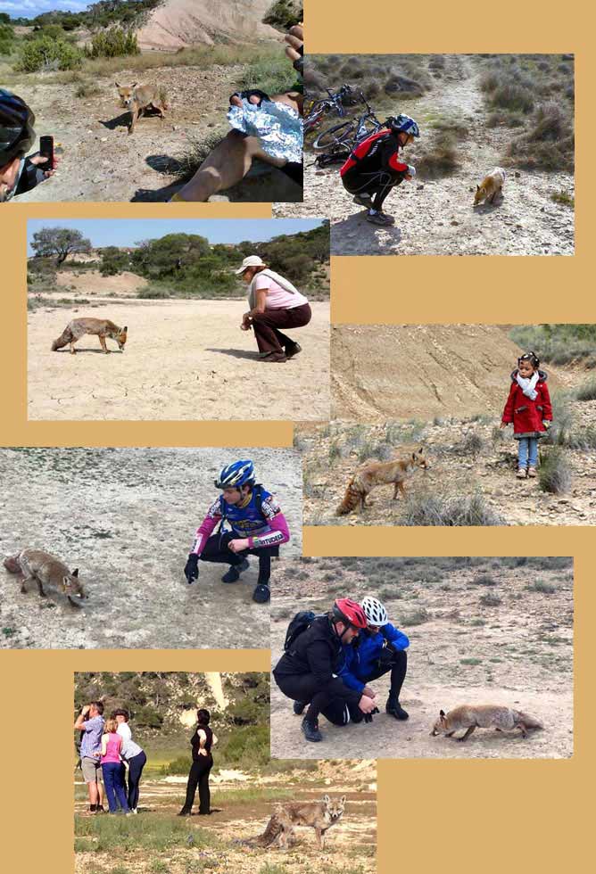 Photos du renard.