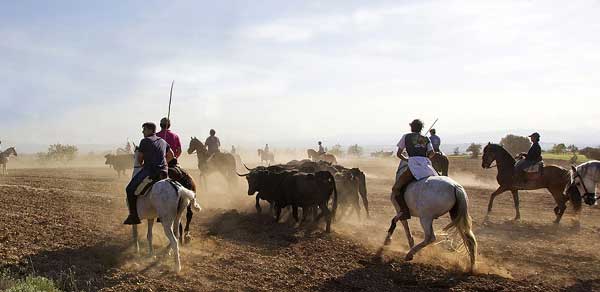 La transhumance d'Arguedas.