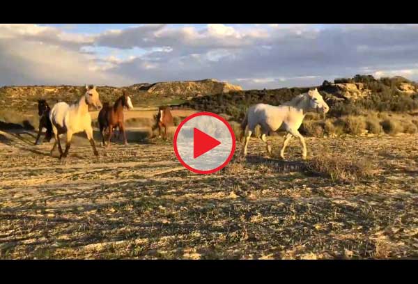 Chevaux qui courent dans les Bardenas Reales.