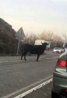 Le taureau sur la route.