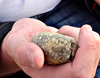 Voici un fossile trouv dans la Bardena Blanca.
