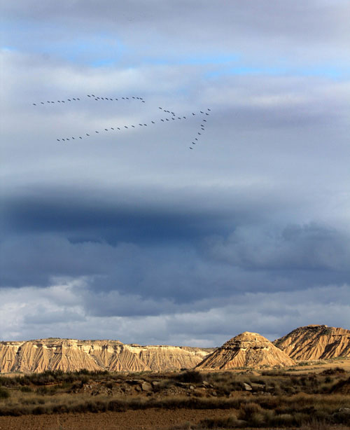 Grues cendres au dessus du dsert des Bardenas.